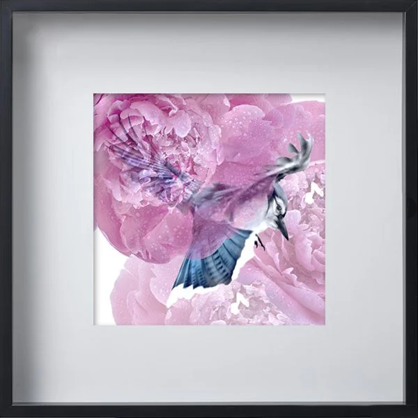 Geai+Cadre 52x52cm.jpg