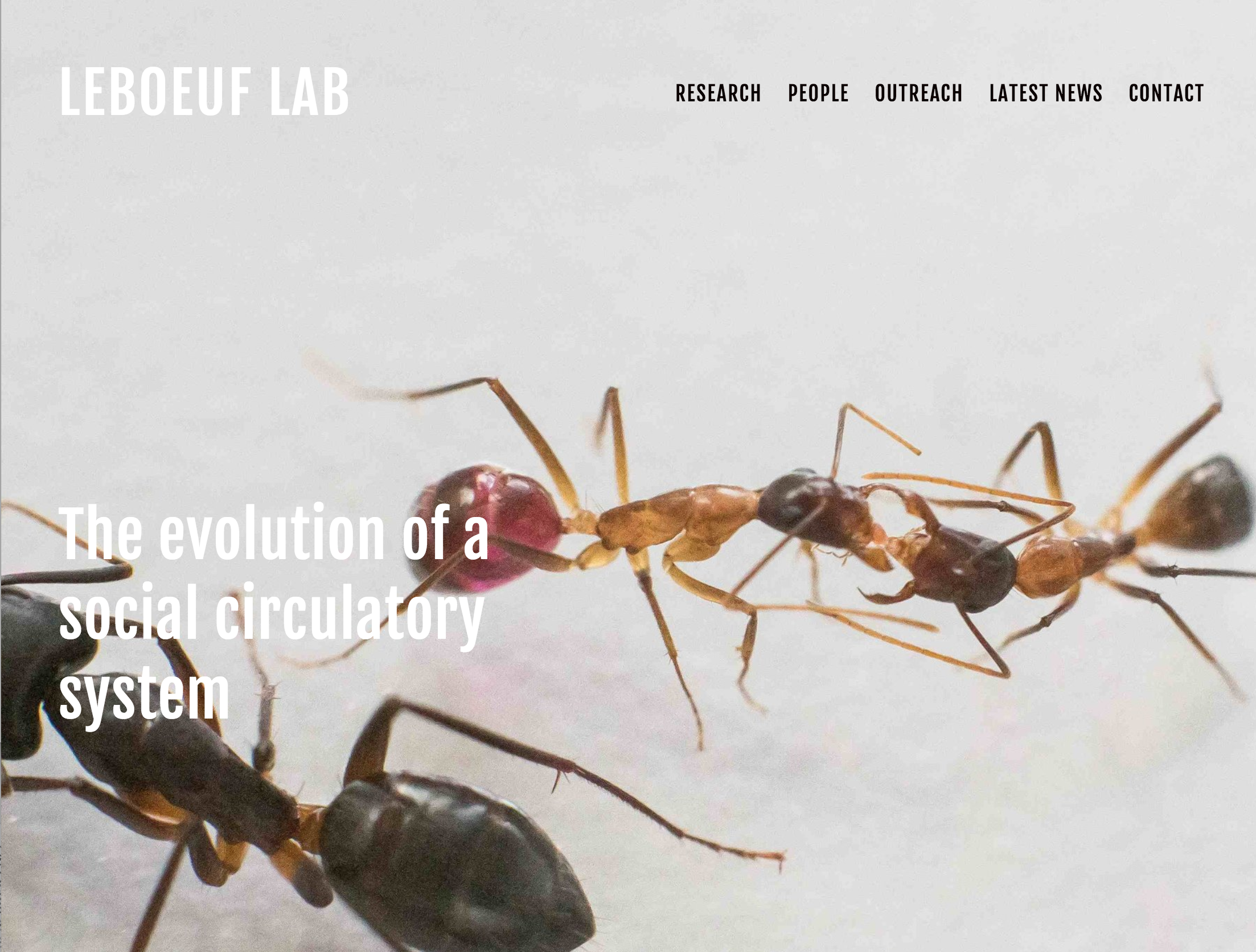 The Lab — LeBoeuf Lab