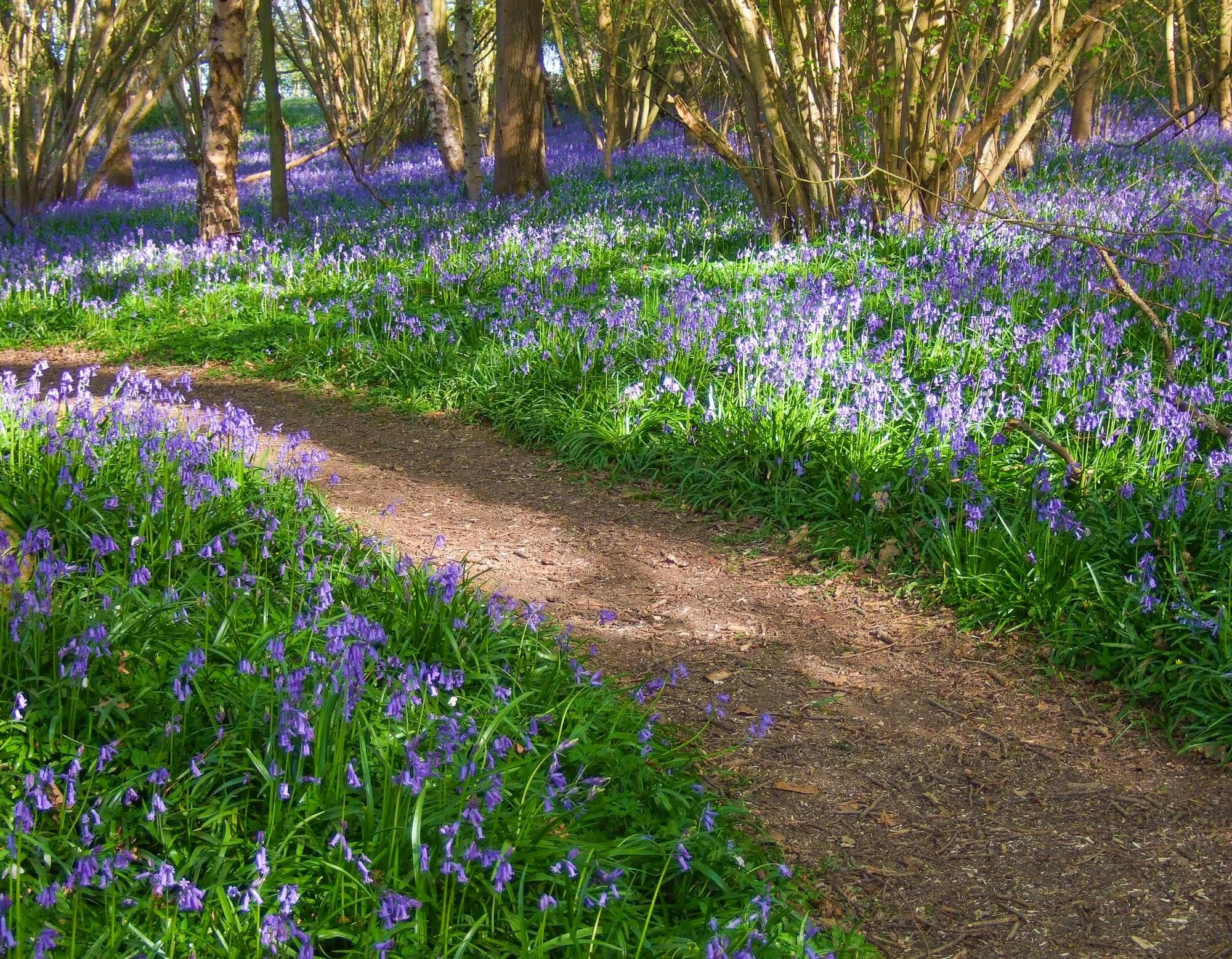 mikocoffey-bluebells-1.jpg