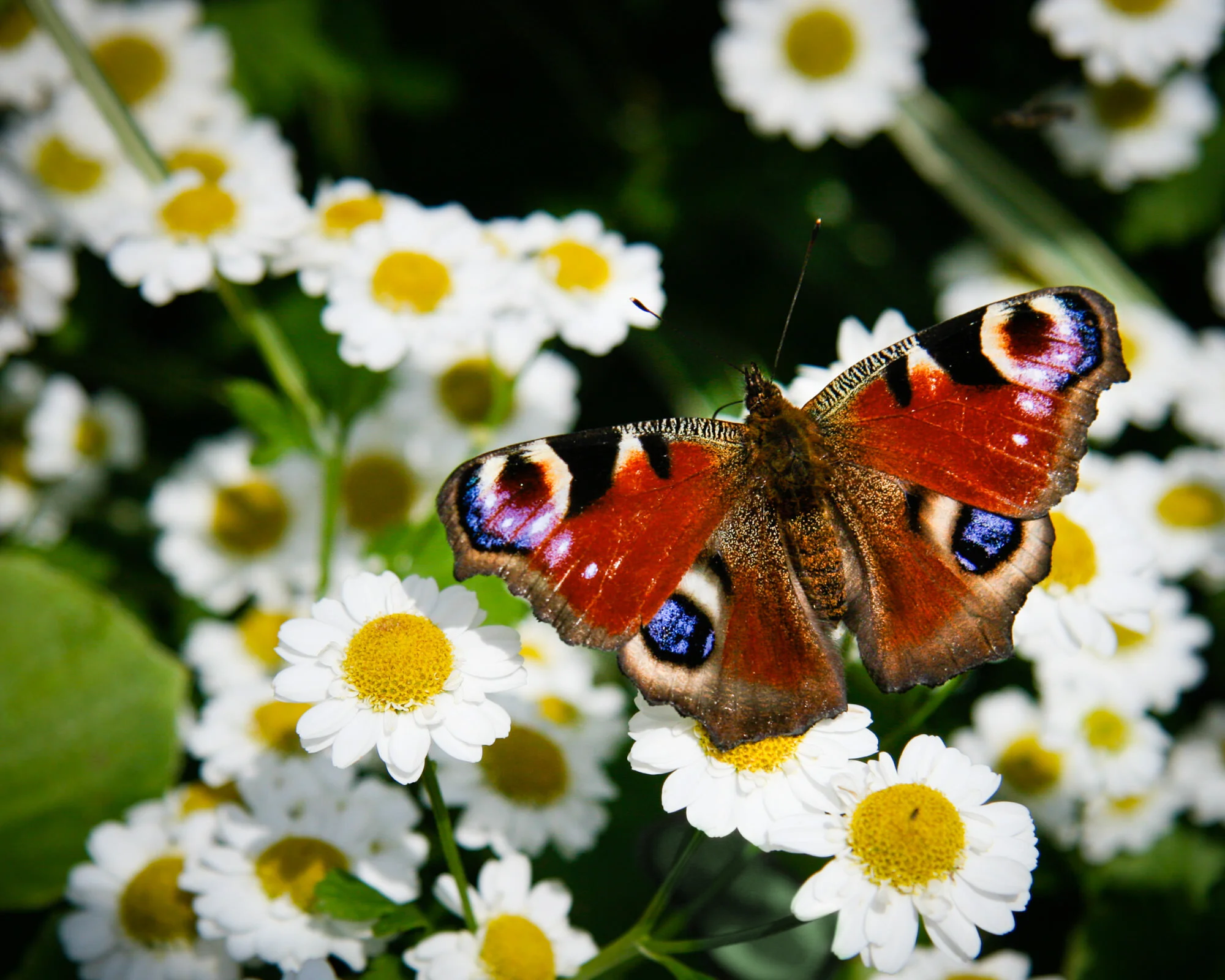 mikocoffey-butterfly-3.jpg