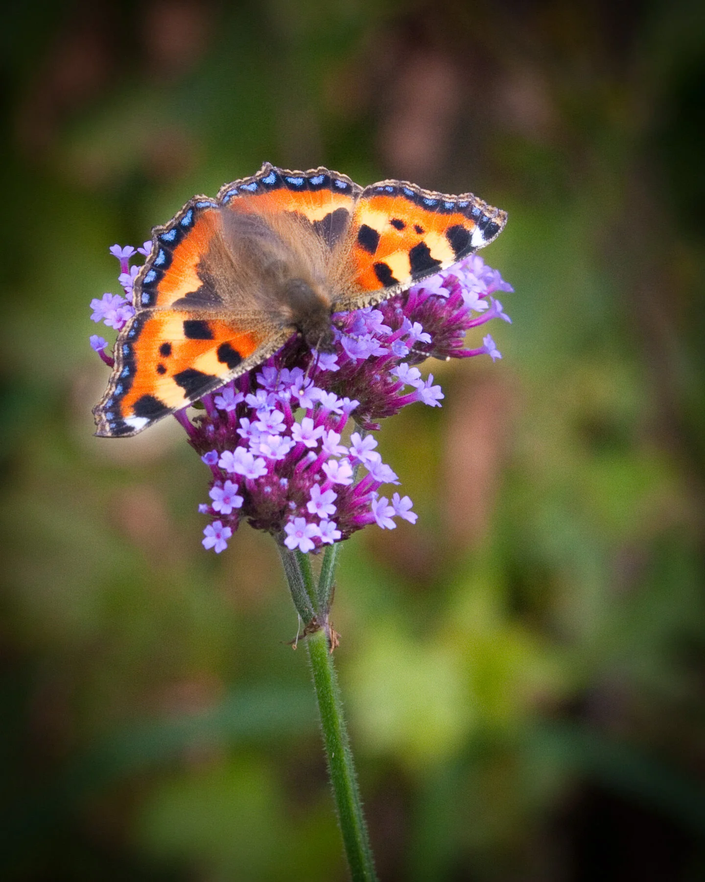 mikocoffey-butterfly-8.jpg