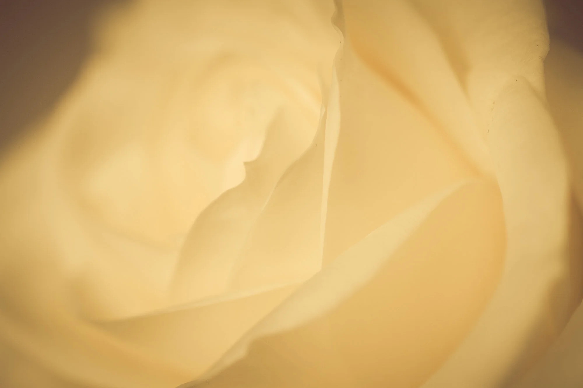 mikocoffey-flowers-10.jpg