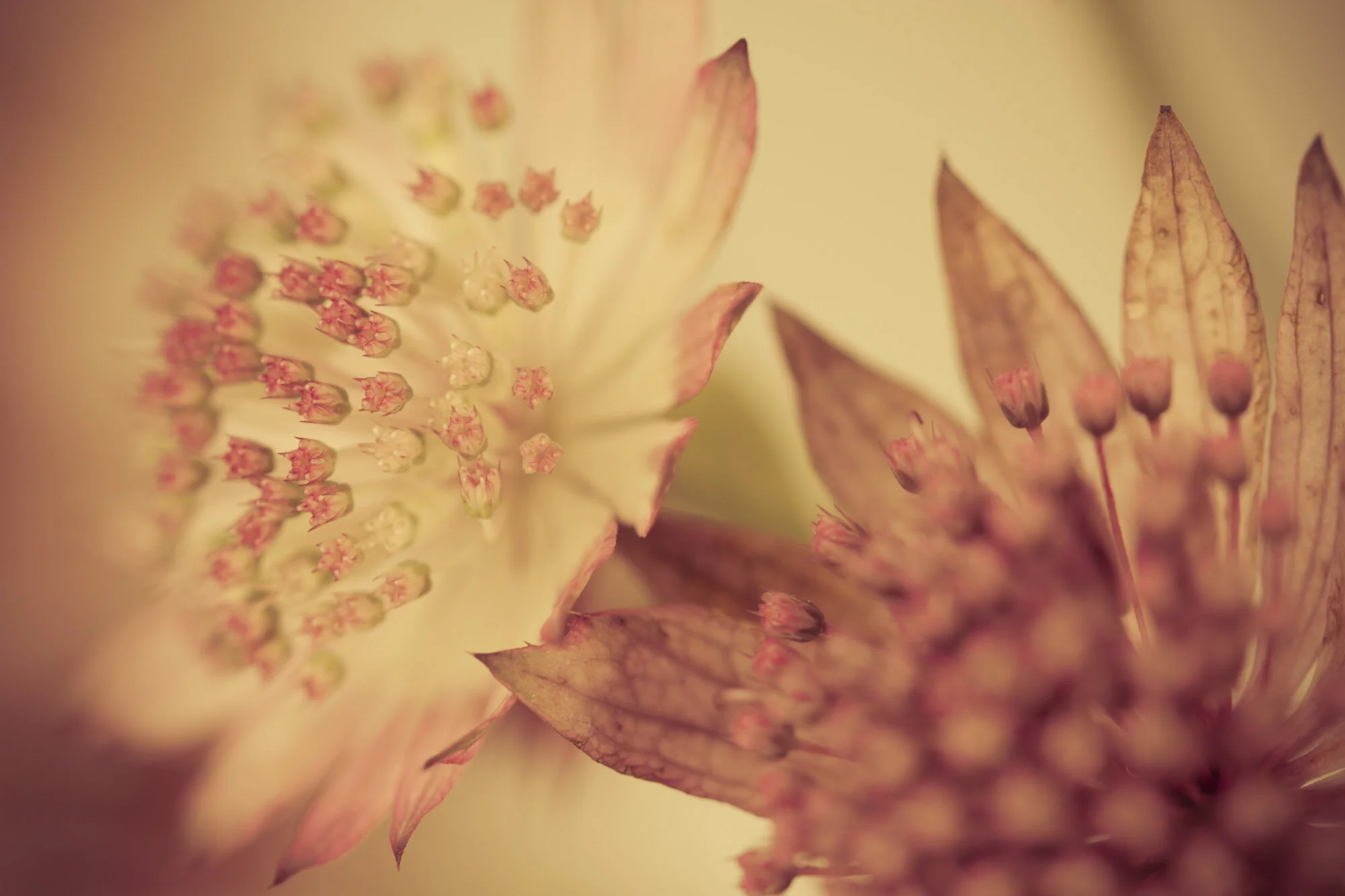 mikocoffey-flowers-14.jpg