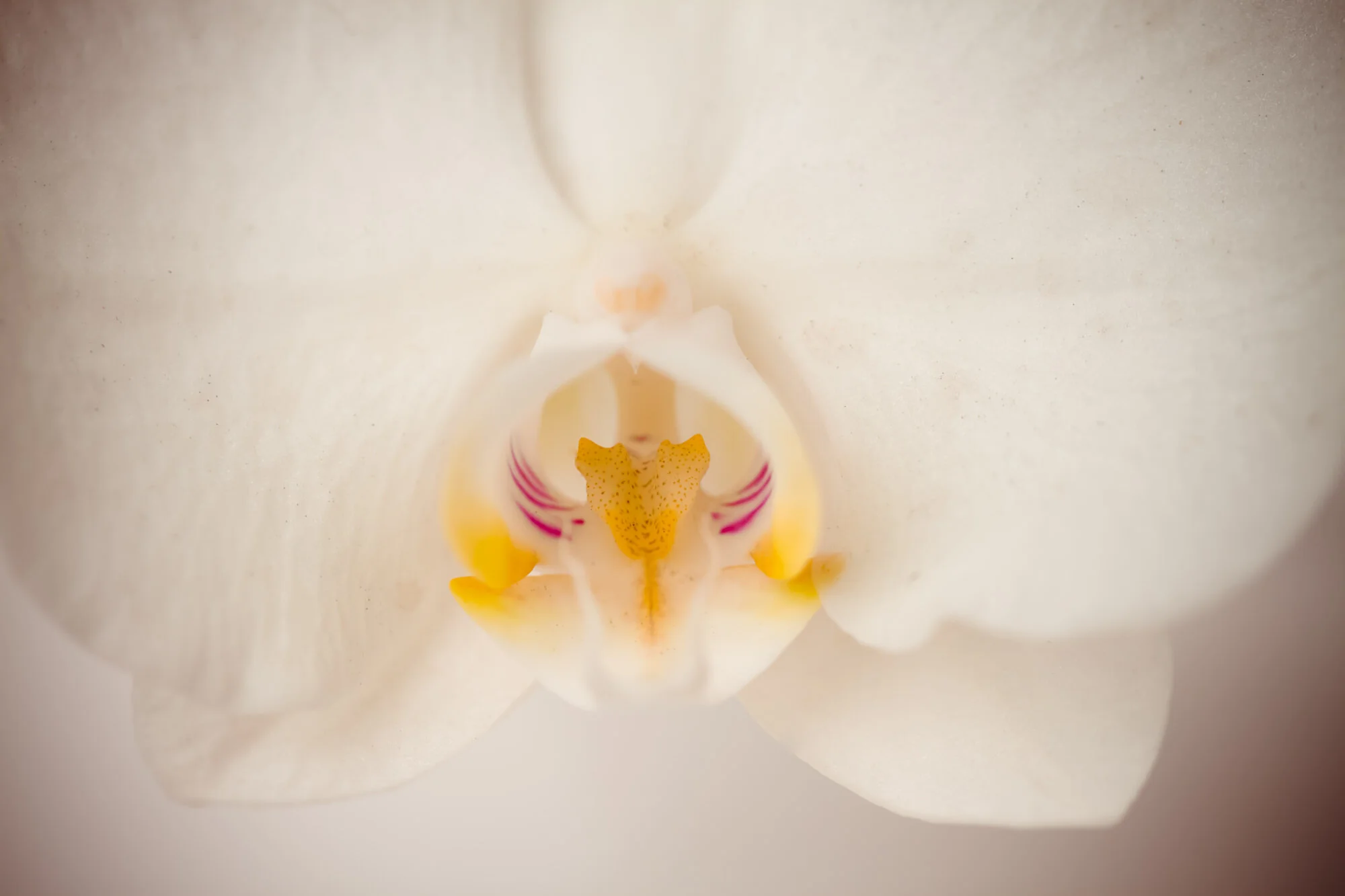 mikocoffey-flowers-20.jpg