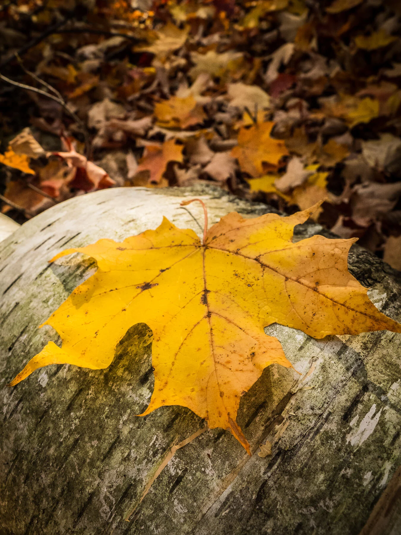 mikocoffey-nature-14.jpg