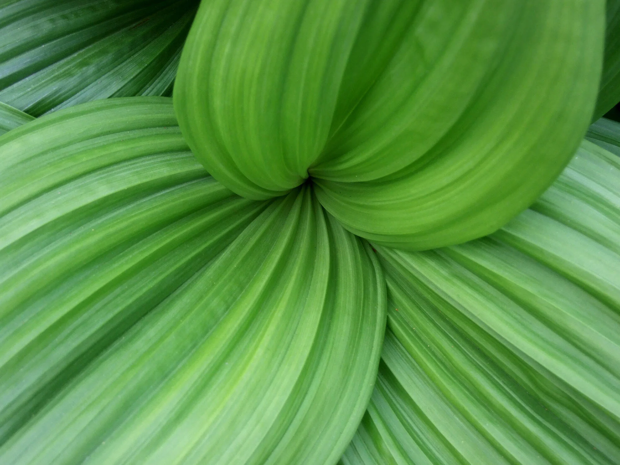 mikocoffey-nature-100-2.jpg