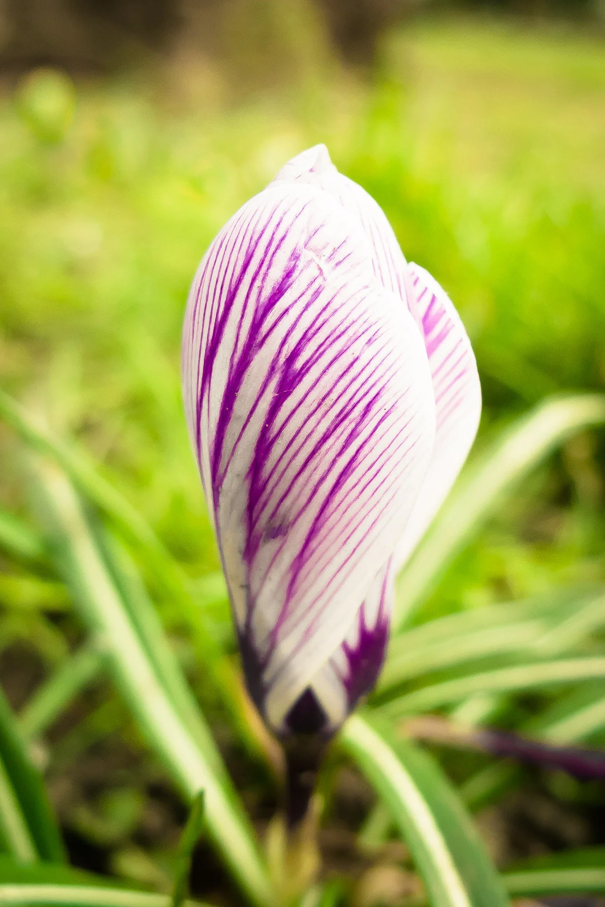 mikocoffey-nature-100-5.jpg