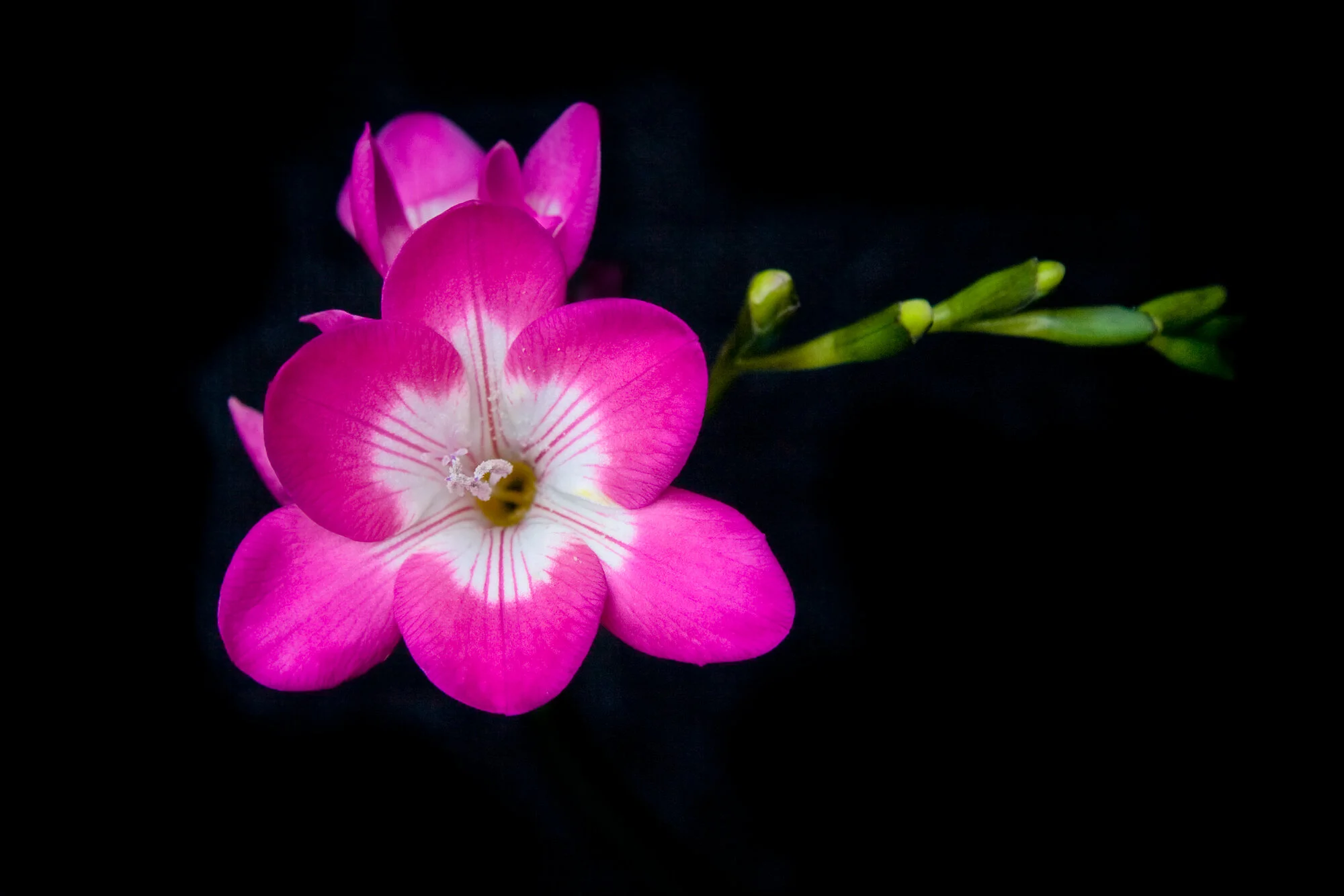 mikocoffey-nature-100-6.jpg