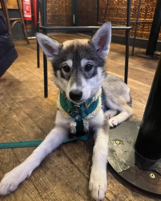🐶 Bring your perro along! 🐶

We&rsquo;re proud to be dog friendly 
Tapas, vino, and wagging tails &mdash; what more could you need? 🐾✨ ❤️

So whether you&rsquo;re joining us for a light lunch or a relaxed evening with a glass of Sherry, your furry