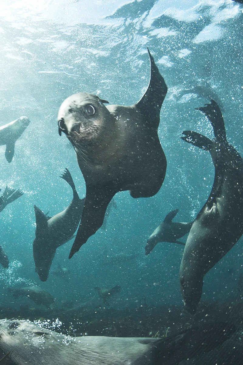 Diving with the seals