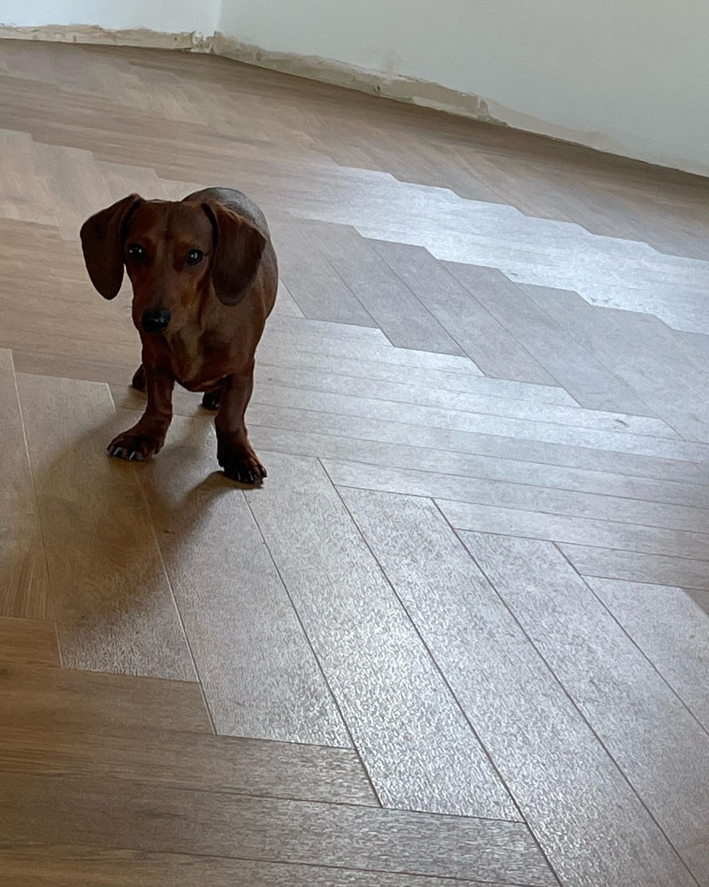 Ozzy the dash hound approves 🐶🐾 working all weekend but I think your agree ..well worth the effort #boundaryflooringltd #spacersmaidenhead #lvtflooring #amtico #allintheprepwork #floorleveling #floorprep #ufh #supplyandfit #yougetwhatyoupayfor