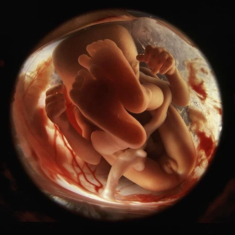 Part artist, part science nerd, part birth junkie, I am awe struck and fascinated by #lennartnilsson &lsquo;s work. 

He worked with hospitals and used techniques available during each decade to capture stunning images of fetuses in utero and other p