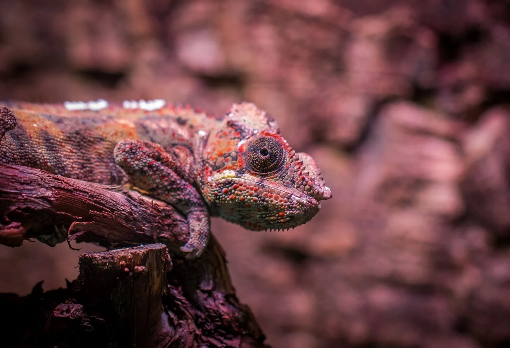 animal-camouflage-chameleon-922515.jpg