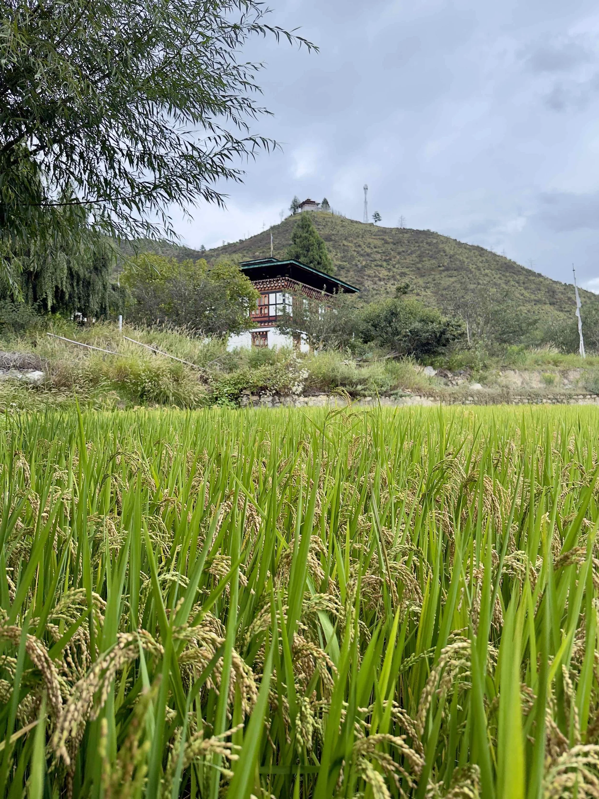 Image 1: Paddy field in Namseling, Thimphu, Bhutan. Source: Authors (2025)