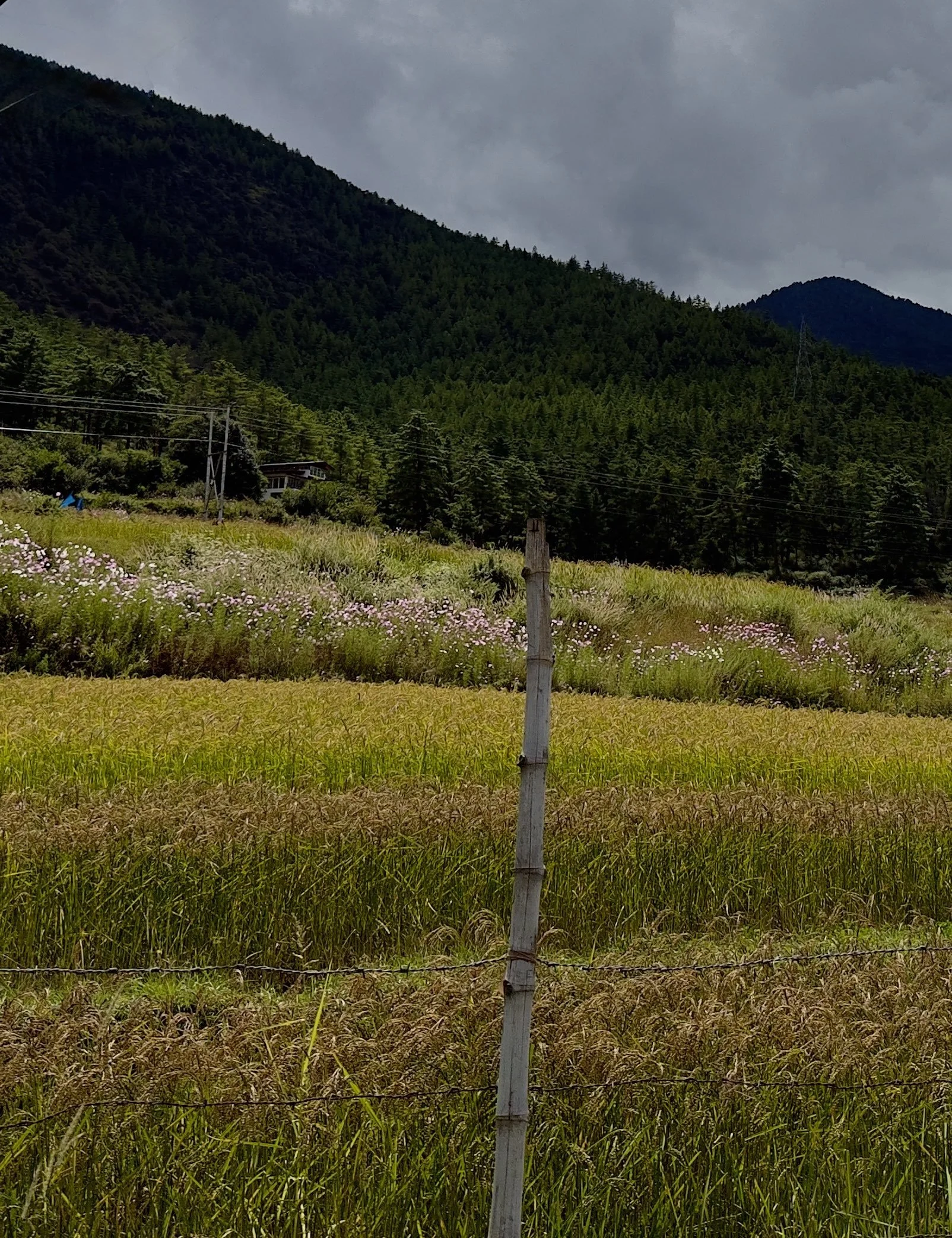 Image 2: Cosmos bloom along the paddy field in Namseling, Thimphu, Bhutan. Source: Authors (2025)