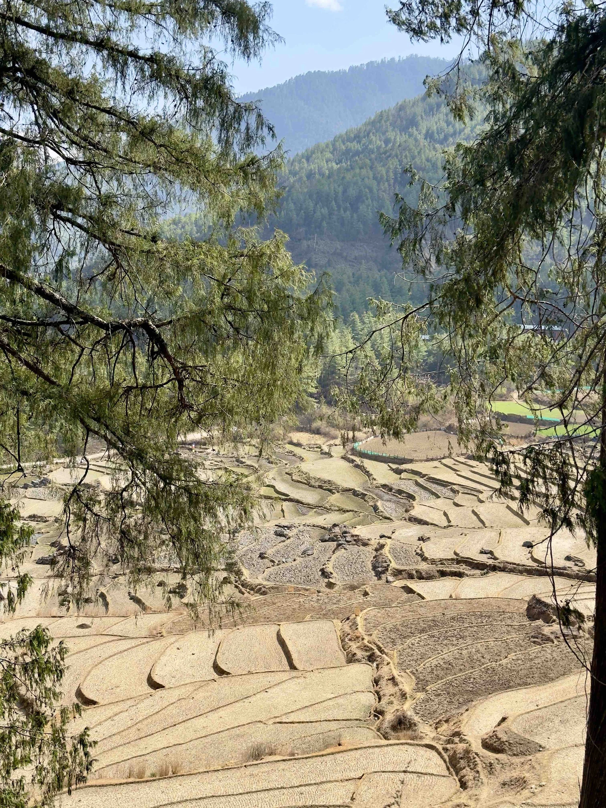 Image 4: Paddy fields in Paro, Bhutan, during the winter season.  Source: Authors (2025)