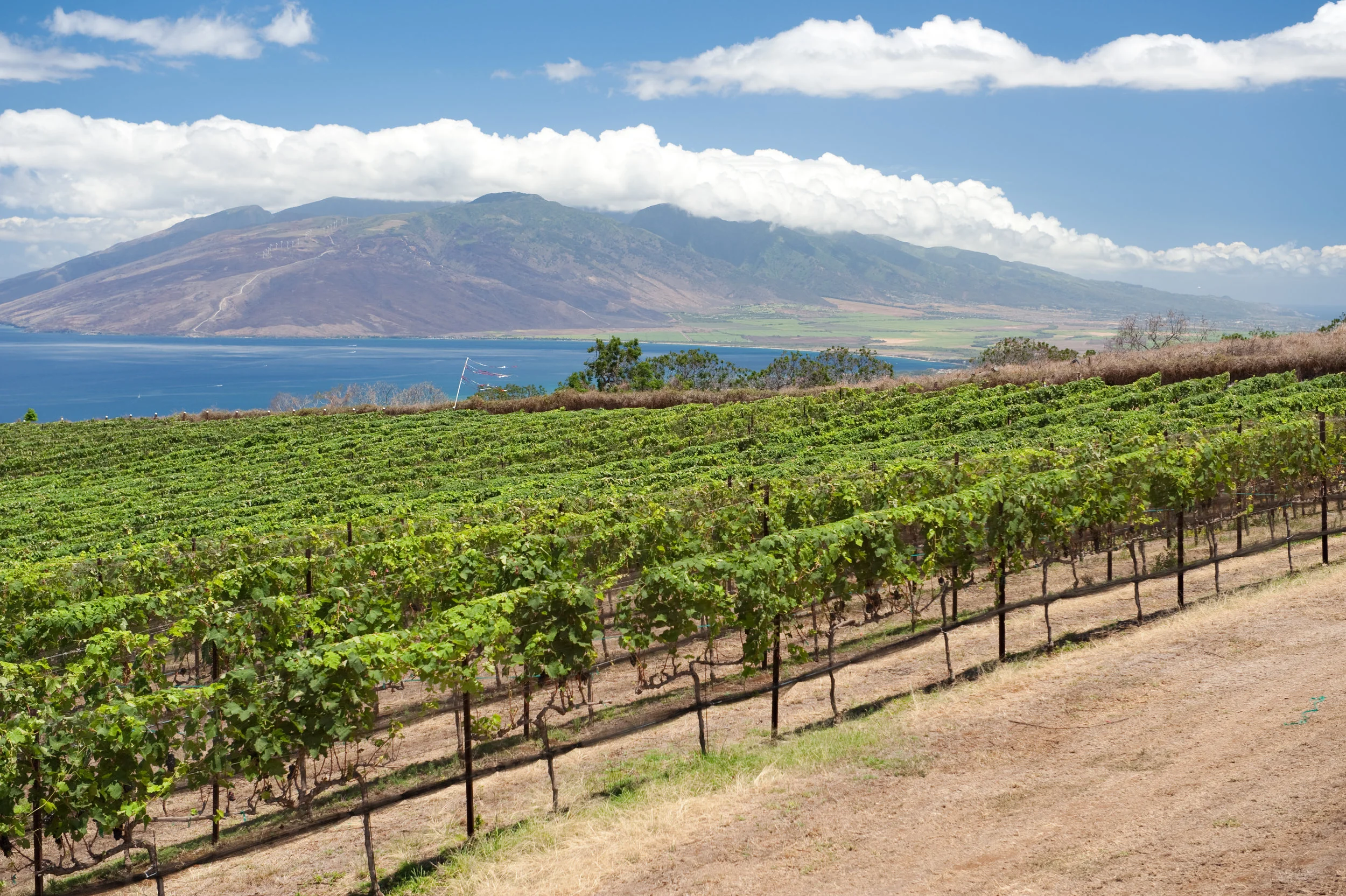 Terroir of Aloha: Syrah Finds It's Hawai'ian Home