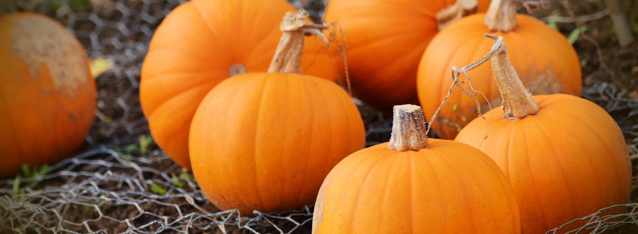 Canva+-+Orange+Pumpkins+on+Hammock.jpg