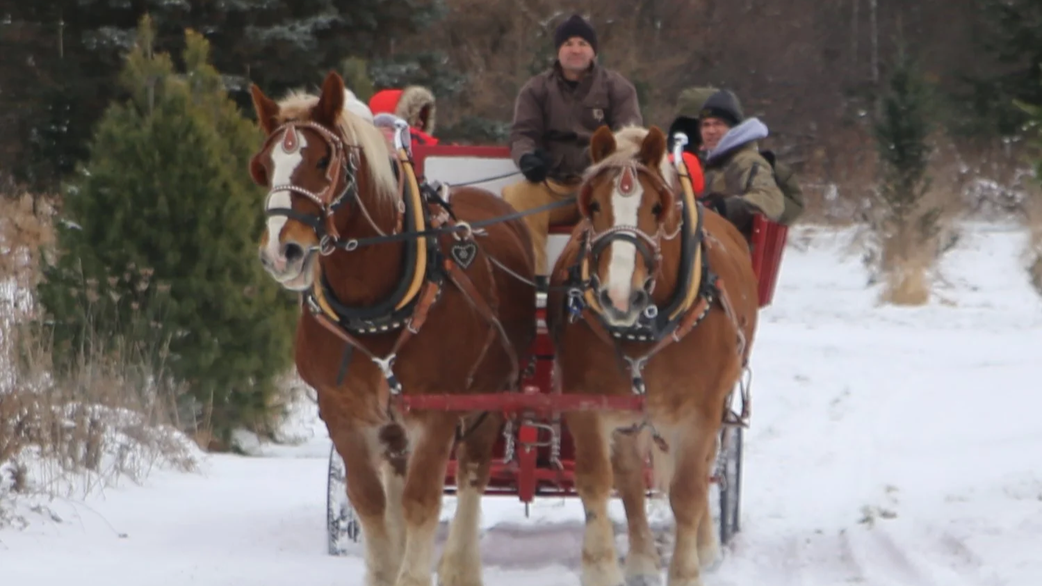 Ben’s Christmas Tree Farm Opens