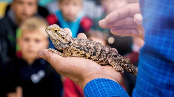 Reptile Meet &amp; Greet