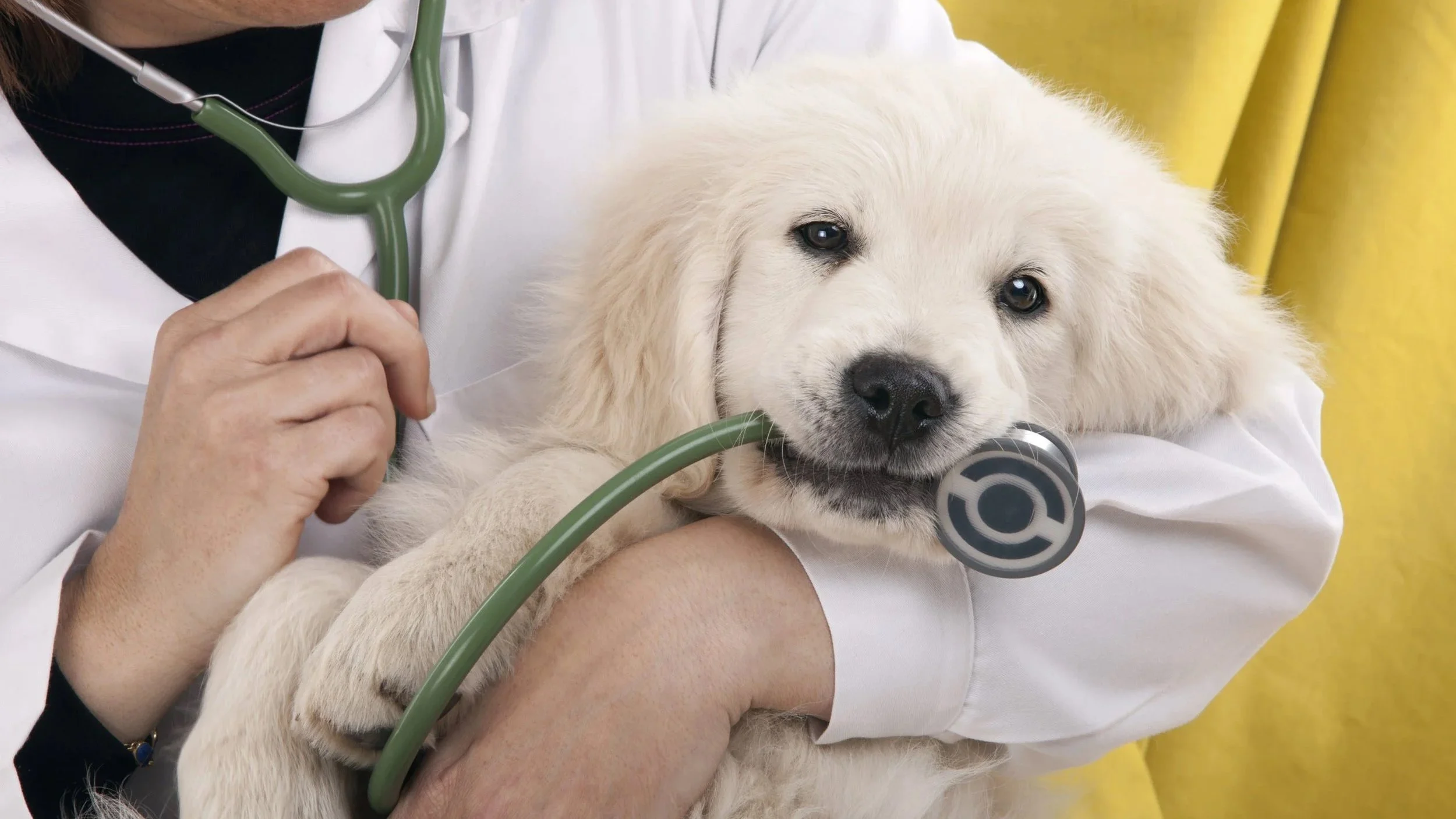 Pet Vaccine Clinic