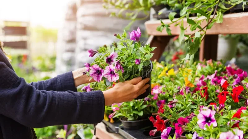 Harvard Garden Club Annual Plant Sale