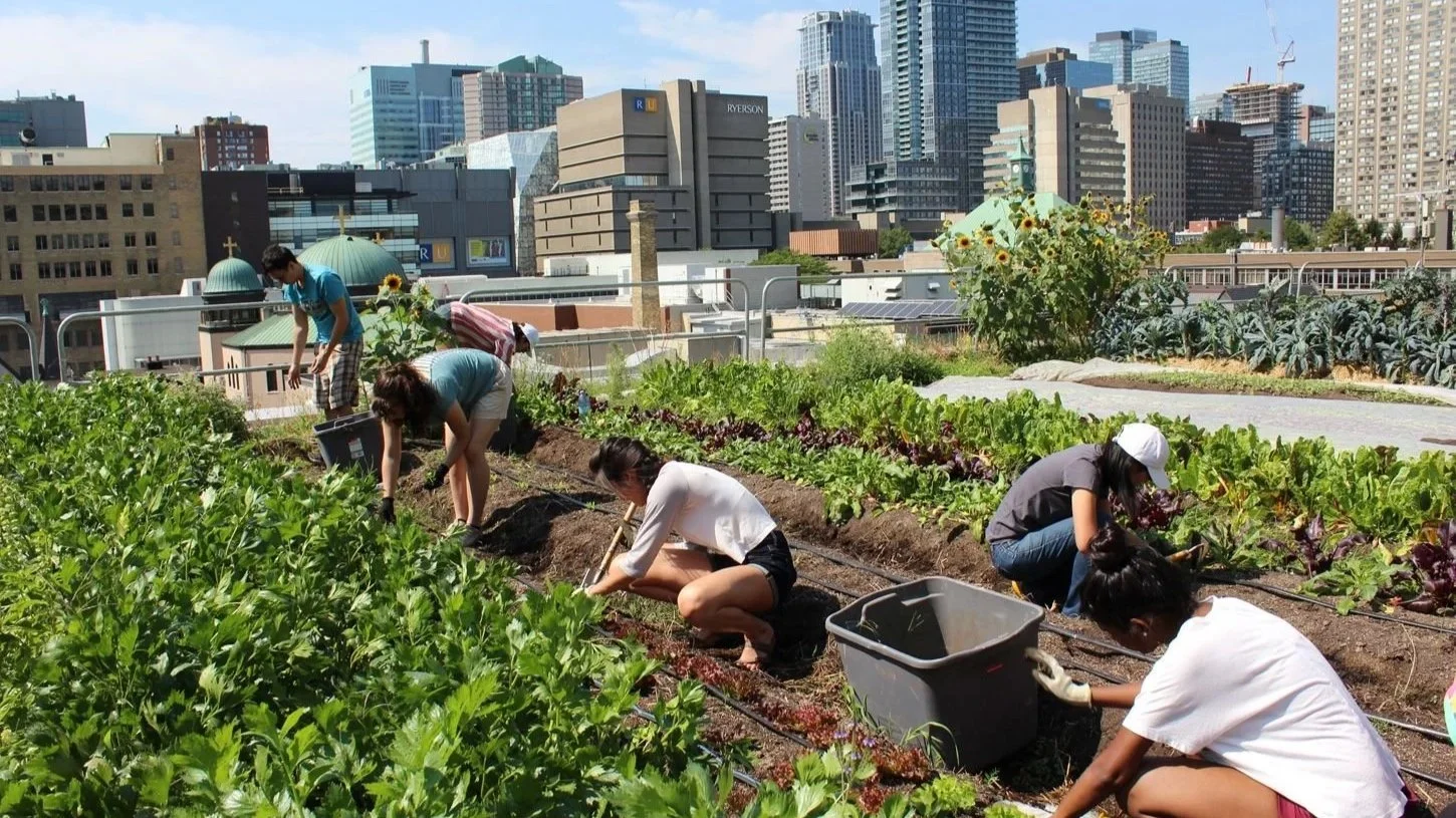 Urban Agroforestry: a Look at an Urban Food Forest