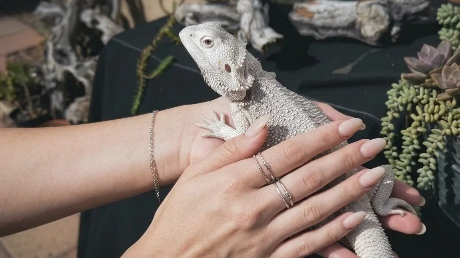 Reptile Meet &amp; Greet – SAT. AUG. 8TH