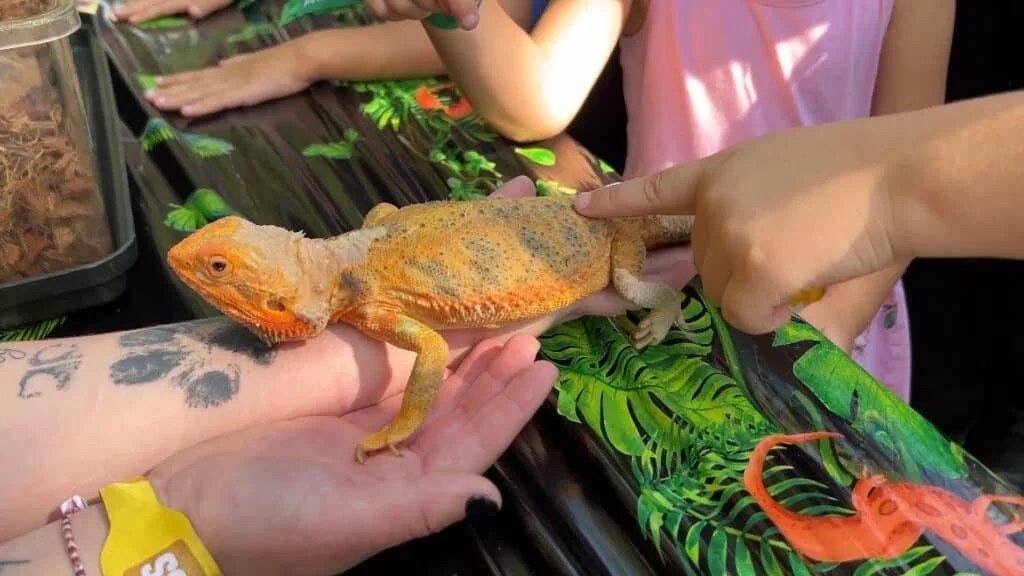 Live Interactive Reptile Meet &amp; Greet at Jurassic Gardens