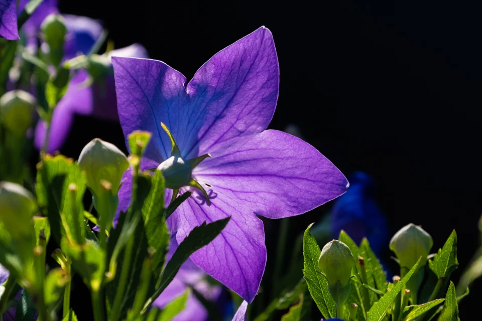 DSCF2634.jpg