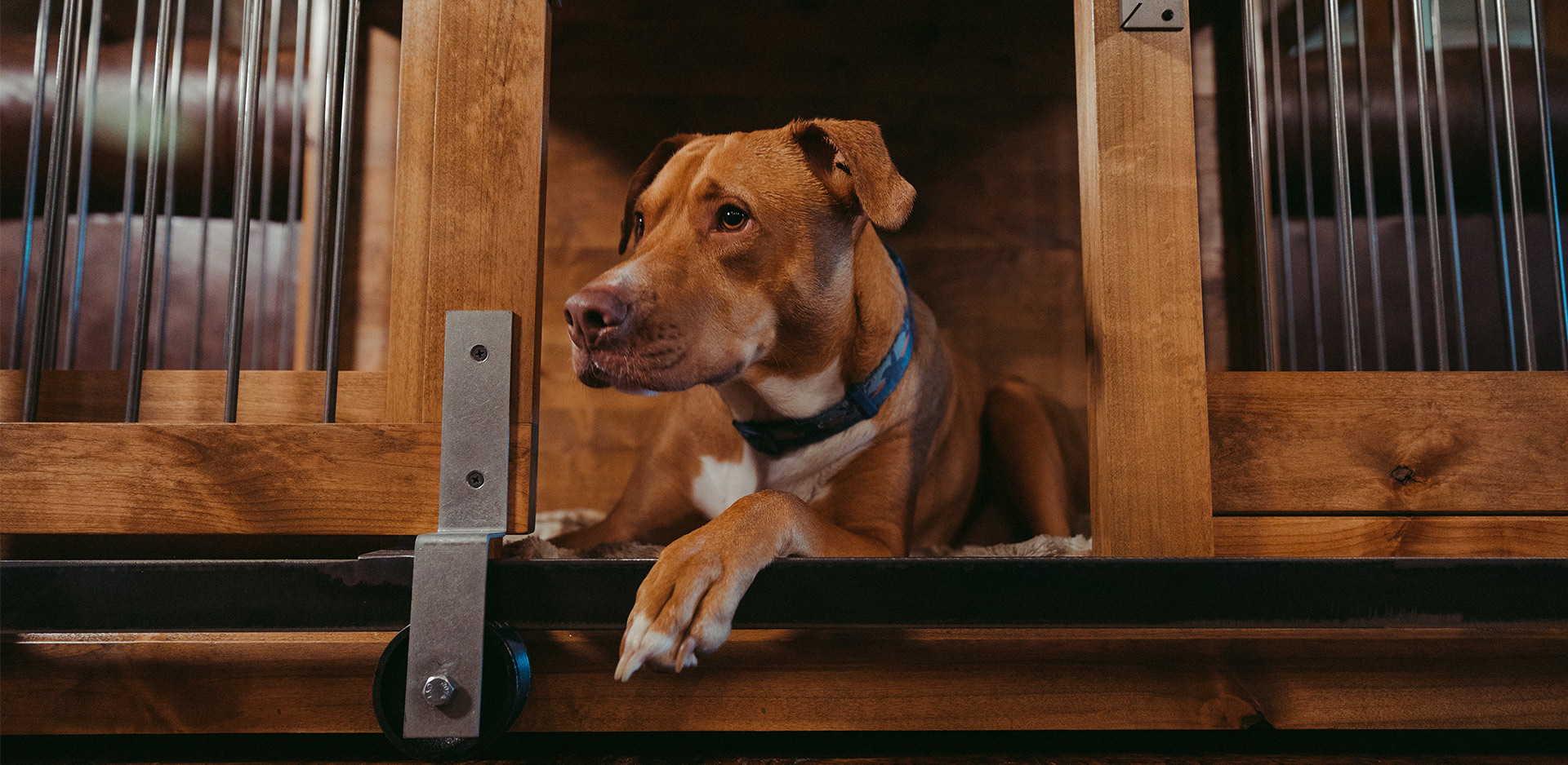 dog laying in a custom made kennel with barn doors