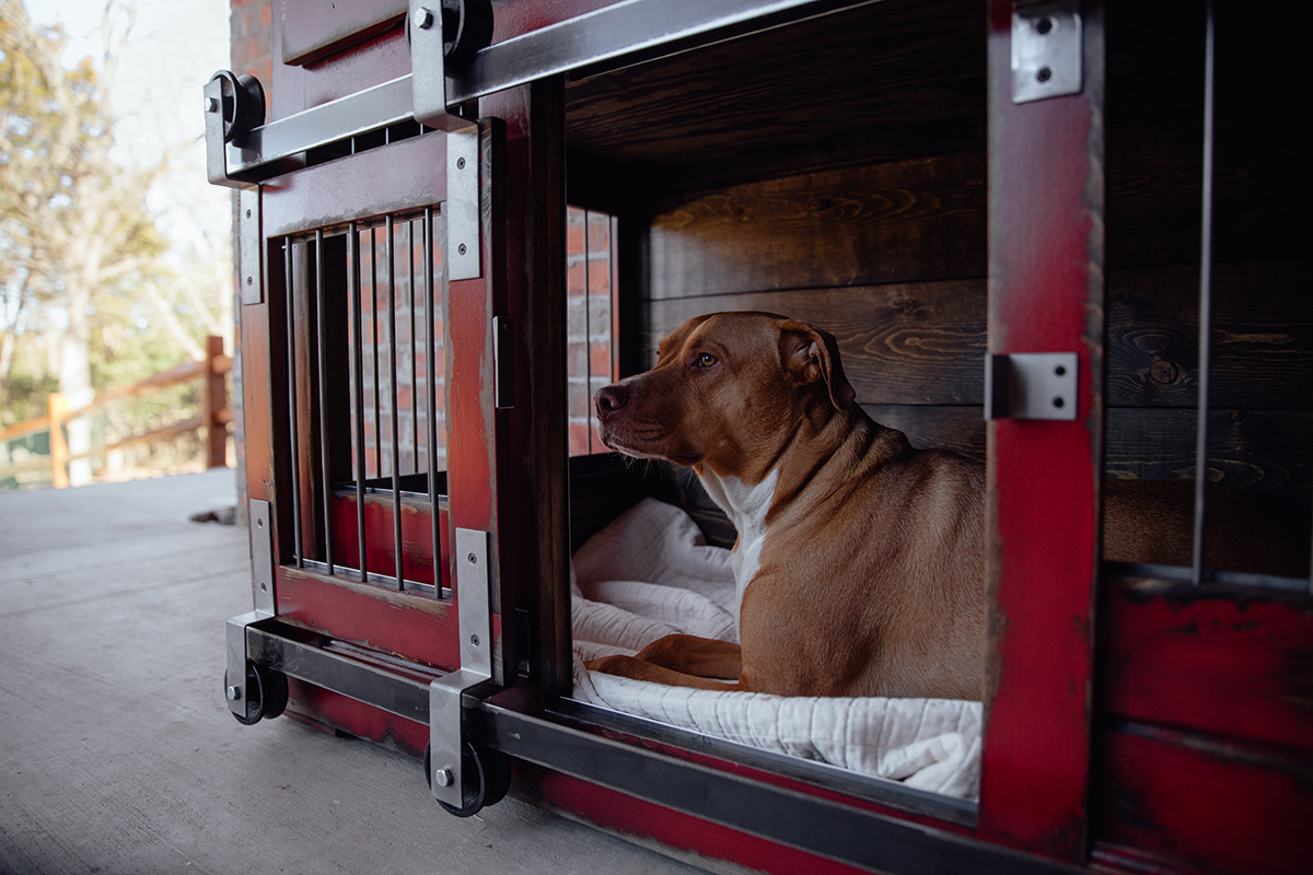 bulldog smiling in a crate