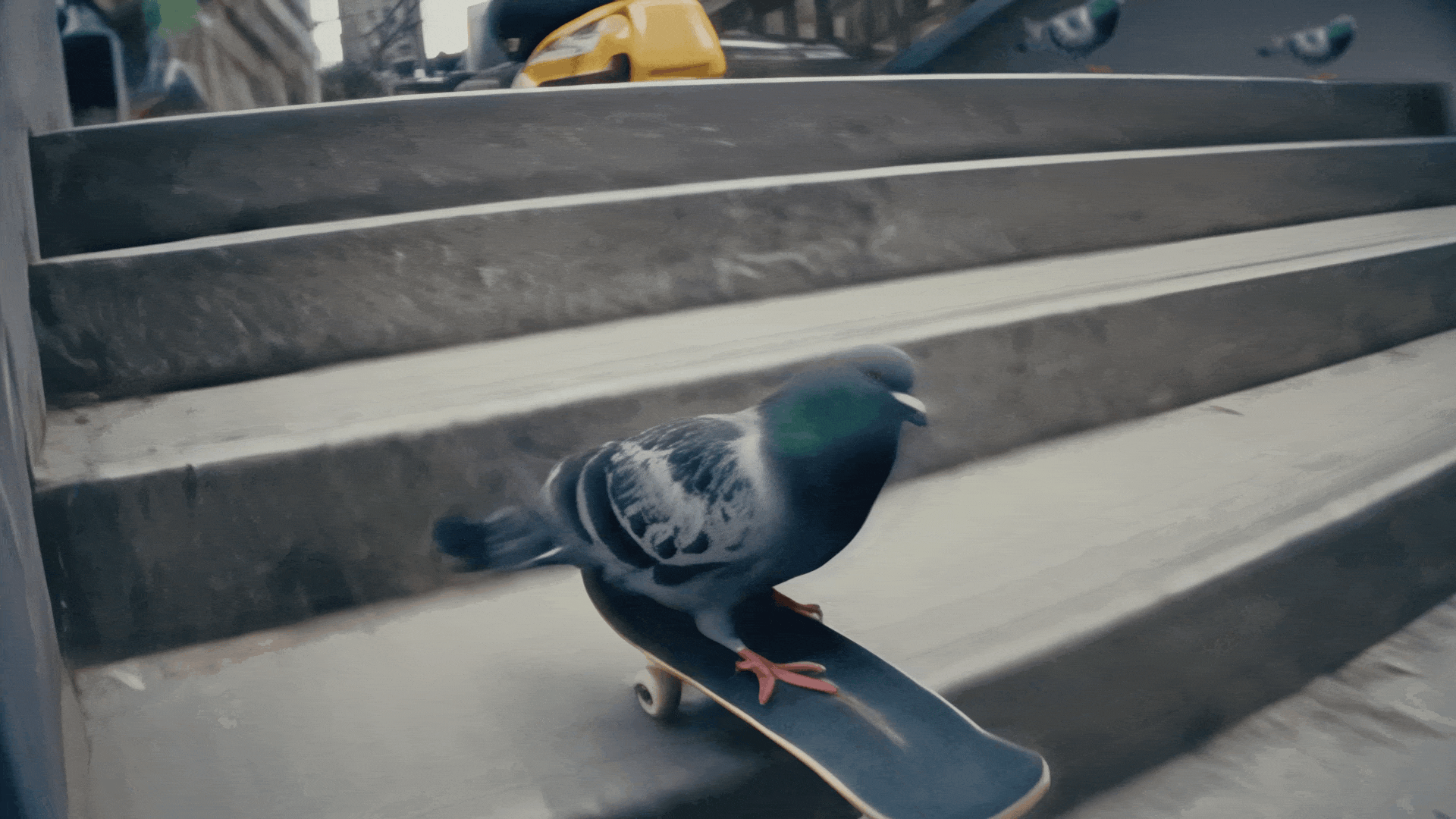 Pigeon.gif