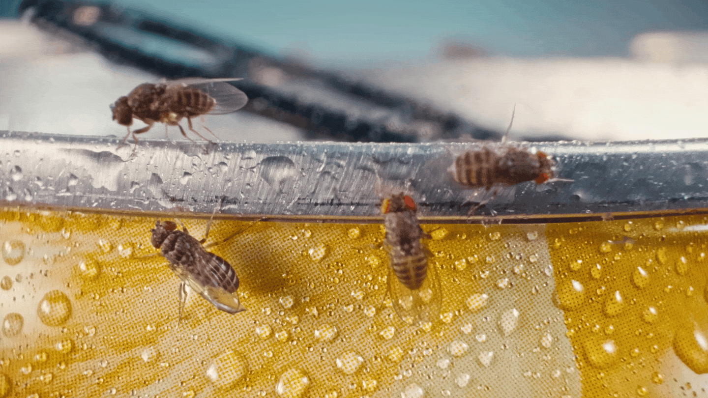Truly Fruit Flies 2.gif