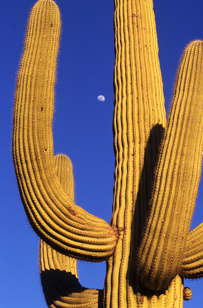cactus moon_0006..7.jpg