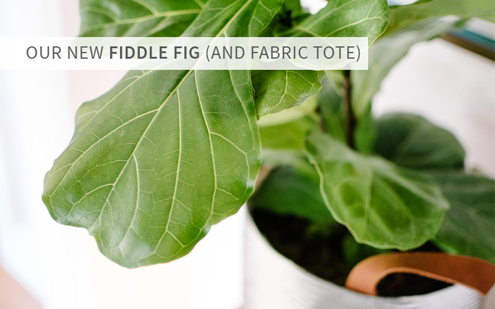 FiddleFigtitleimage.jpg