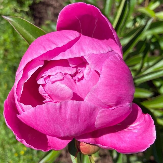 Happy Thursday. #peonies