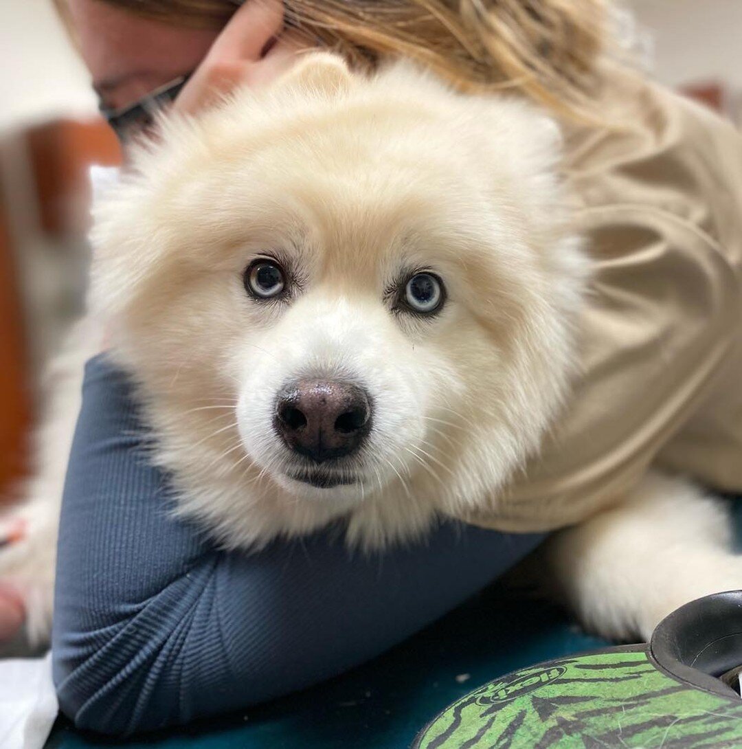 Fluffball alert! We could just snuggle this sweet pup all day! 🐾