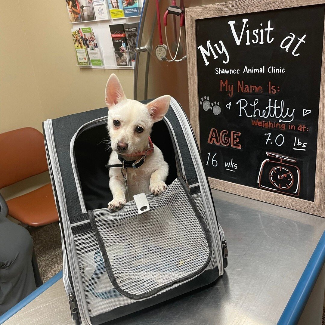 Rhettly had his first visit at SAC and he did absolutely pawsome! 

Check out more of our first visit pics over on our Instagram account by following the link below and clicking on our fist visit story highlight ⬇ ⬇ ⬇ ⬇

https://www.instagram.com/sac