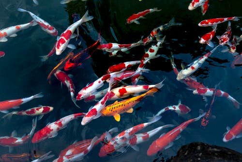 Koi swimming.jpeg
