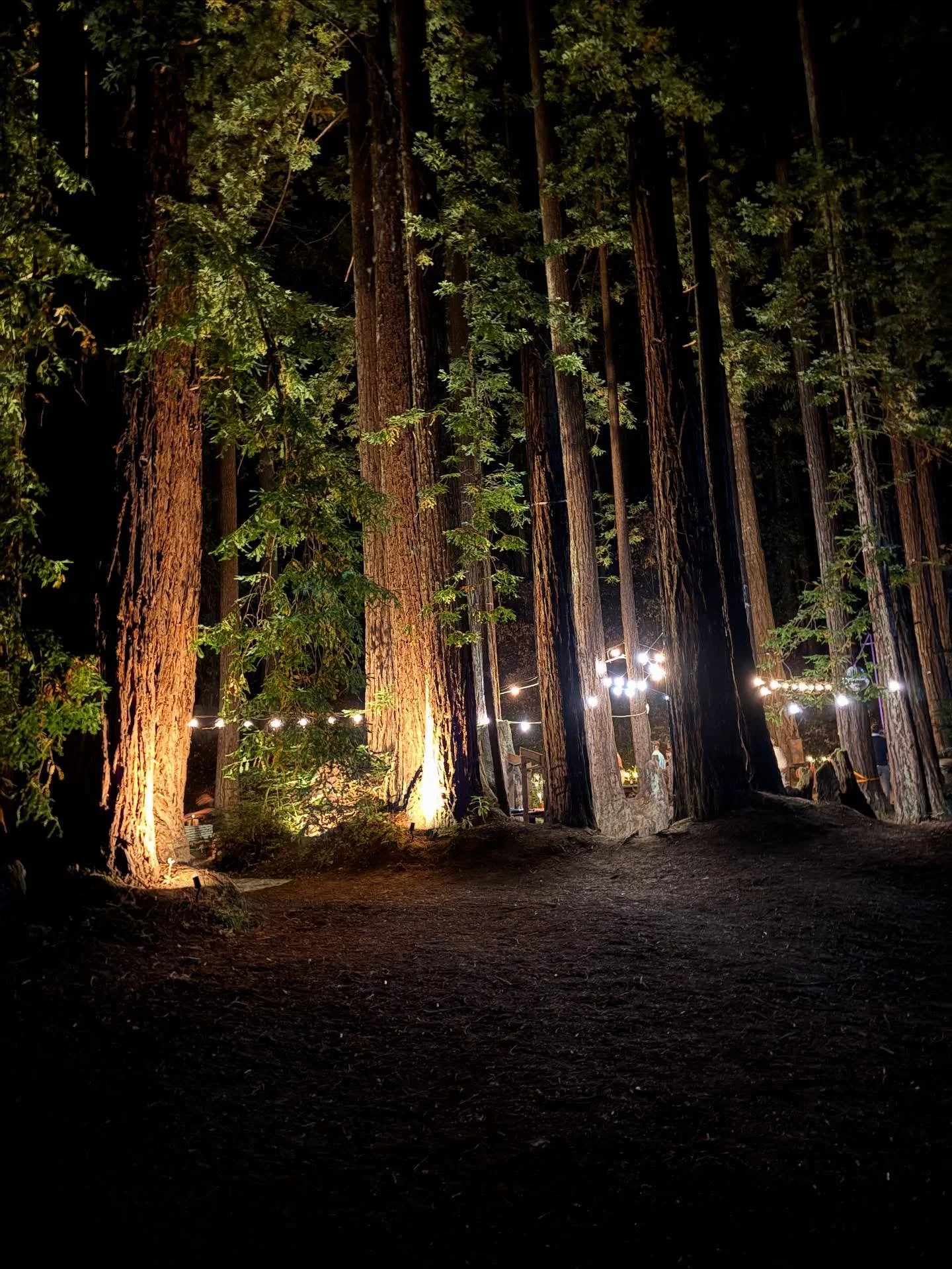 Starlight and string lights &mdash; nature&rsquo;s perfect combo 🌲💫 #campnoyoevents #visitmendocinocounty