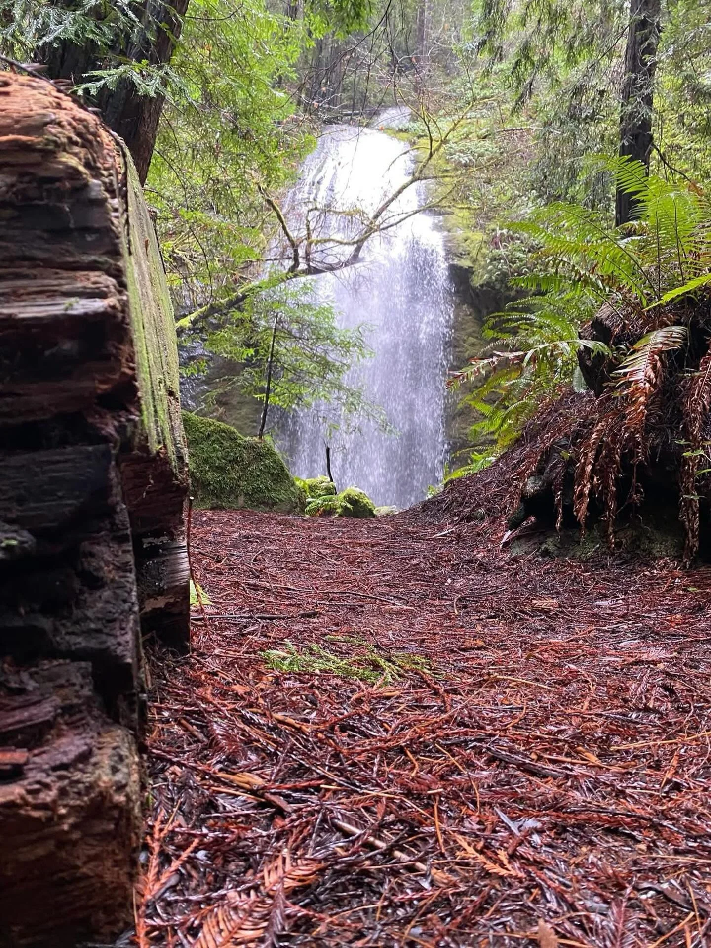 A favorite stop on a rainy day. 

Chamberlain Falls about 4-5 miles off highway 20.  A pretty simple winding trail down. It roars when it rains. 

Shout out to everyone for packing it in. Not a single piece of trash 🗑️ along the trail.
