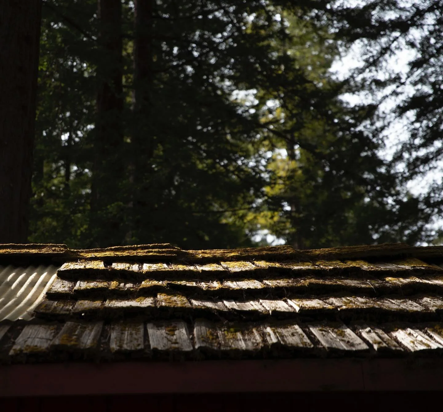 ✨ The kind of roof that&rsquo;s heard decades of laughter and campfire songs&hellip; and maybe a few other things. 😉