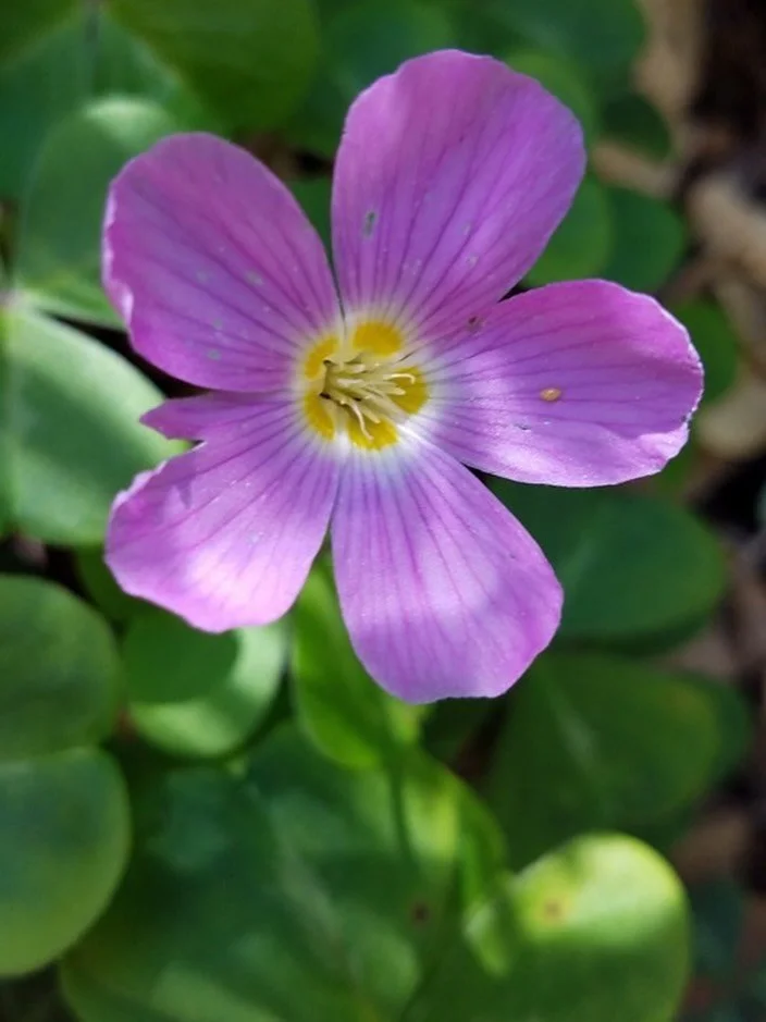 Spring is Here 🌸 #campnoyo