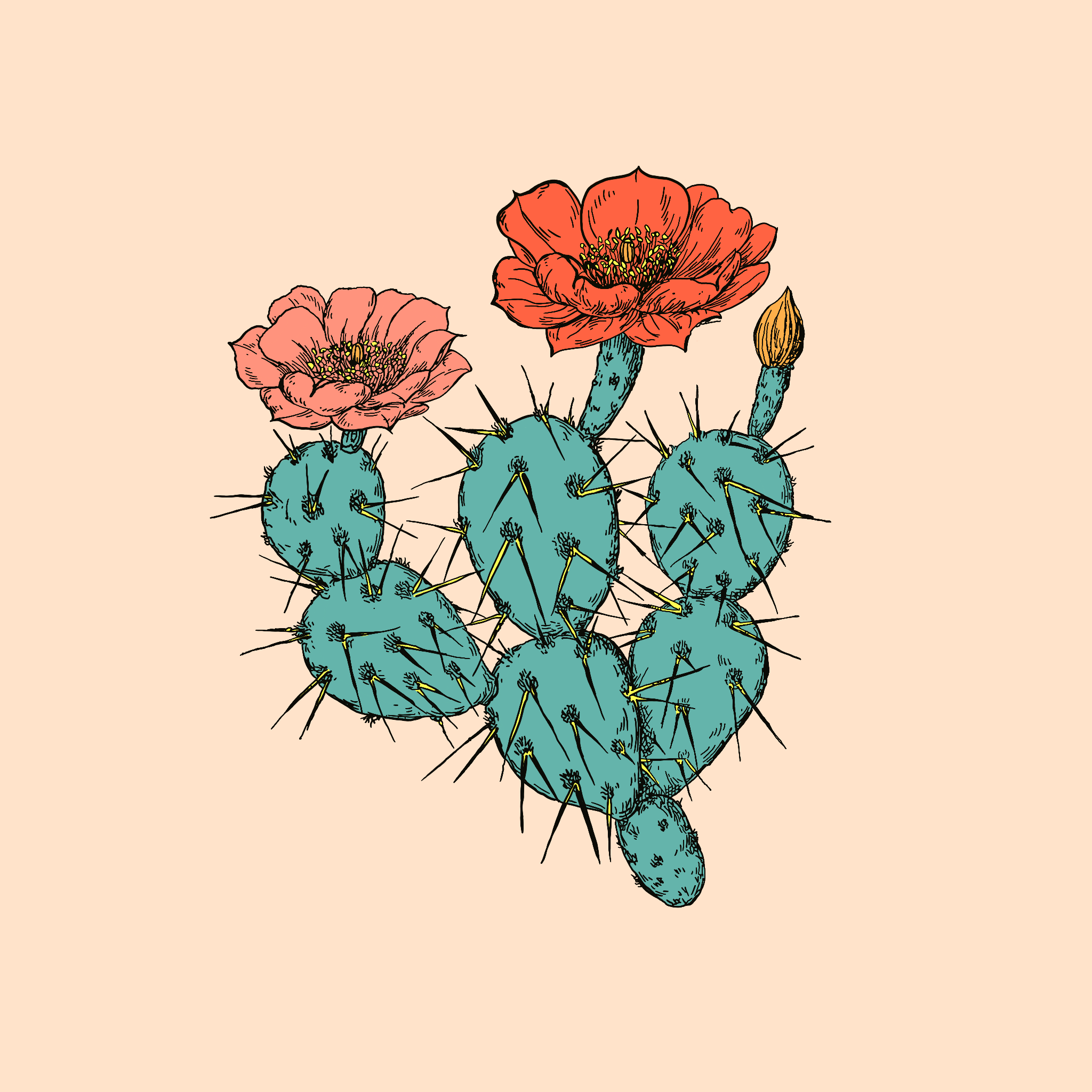 Cactii