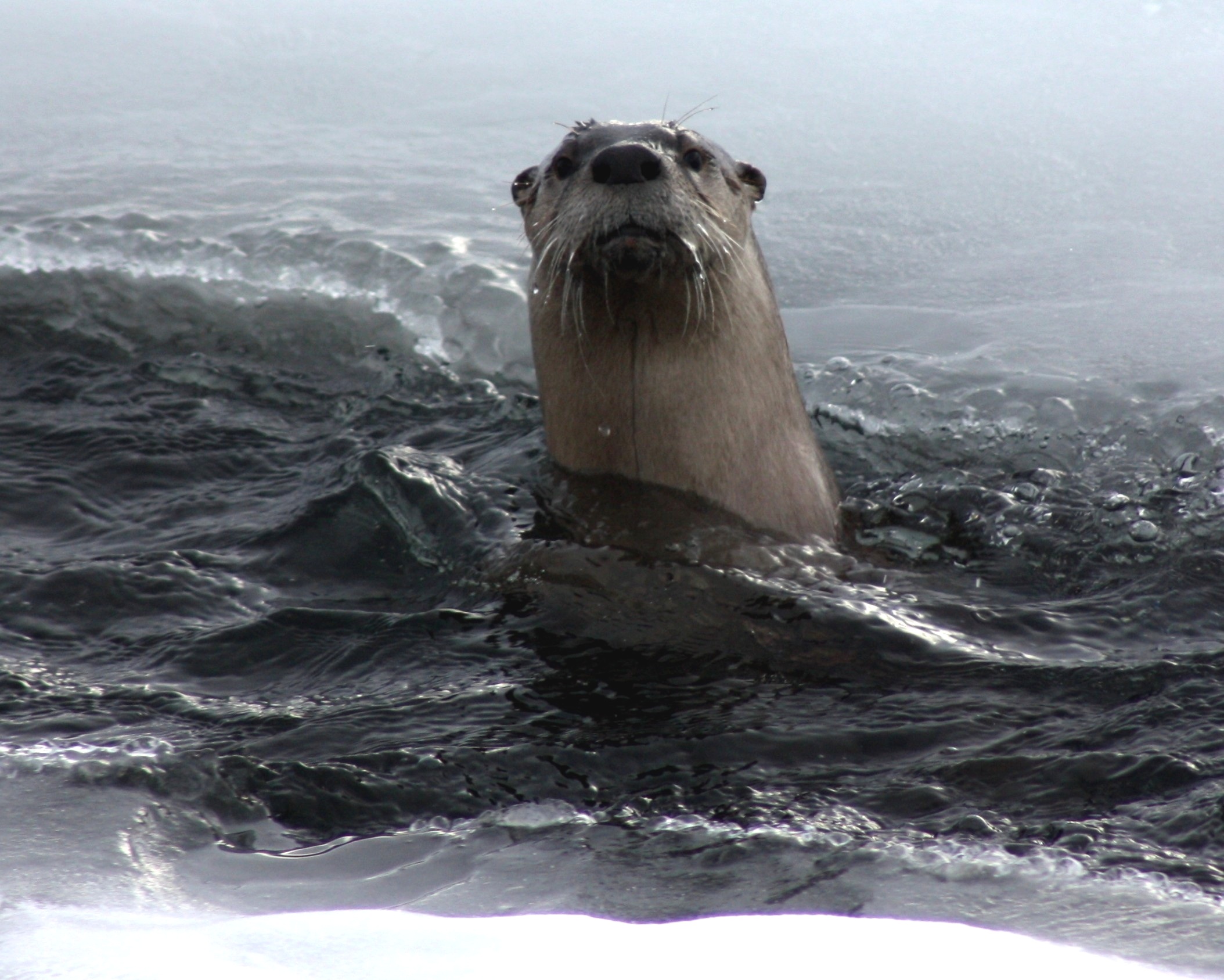 otter.jpg