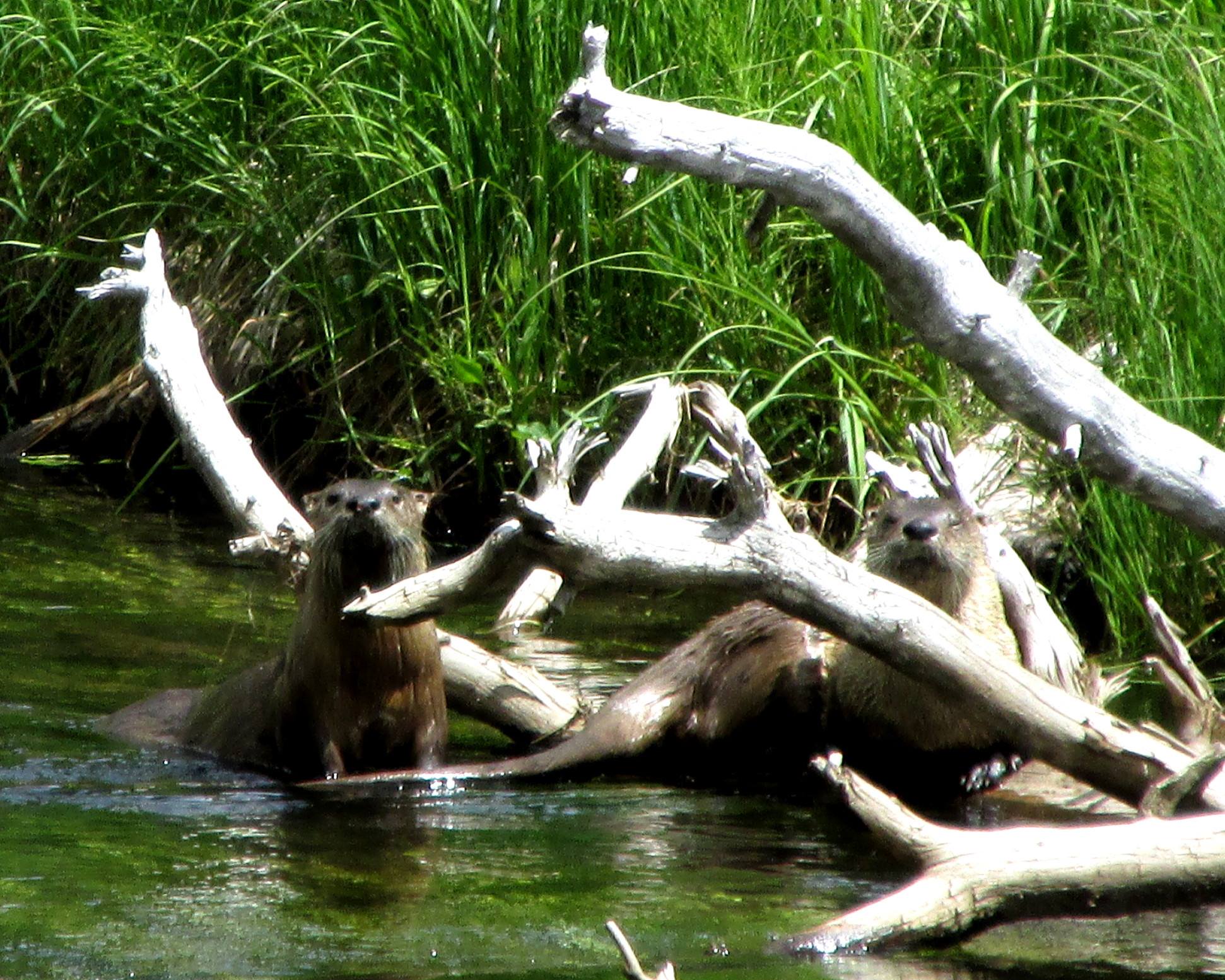 otters2.jpg