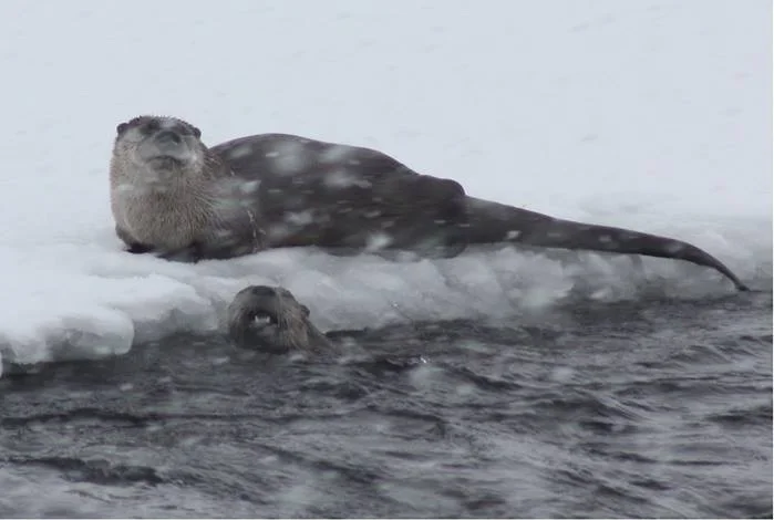 otters3.jpg