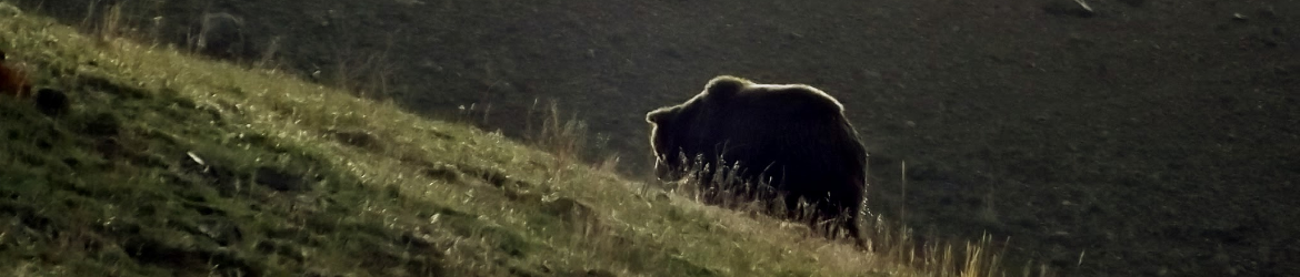Grizzly, Gophers, & Thistle — YERC