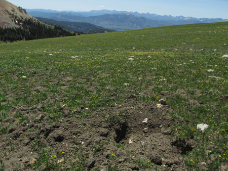 A pocket gopher hole.